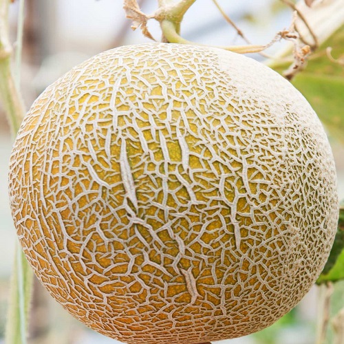 How to Tell if A Cantaloupe is Ripe